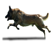 dog running png 3